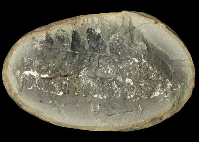 Neuropteris Fern Fossil (Pos/Neg) - Mazon Creek #89949